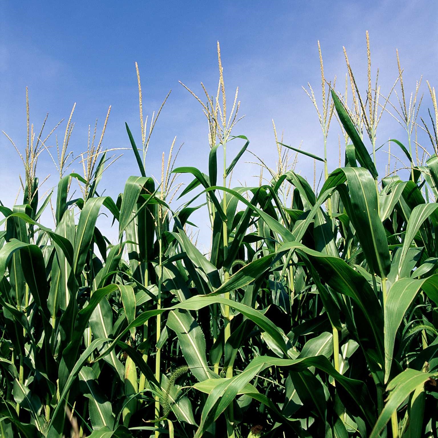 Crop production services for farmers